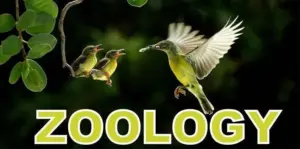 zoology